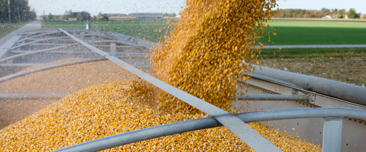 Image of a corn harvest