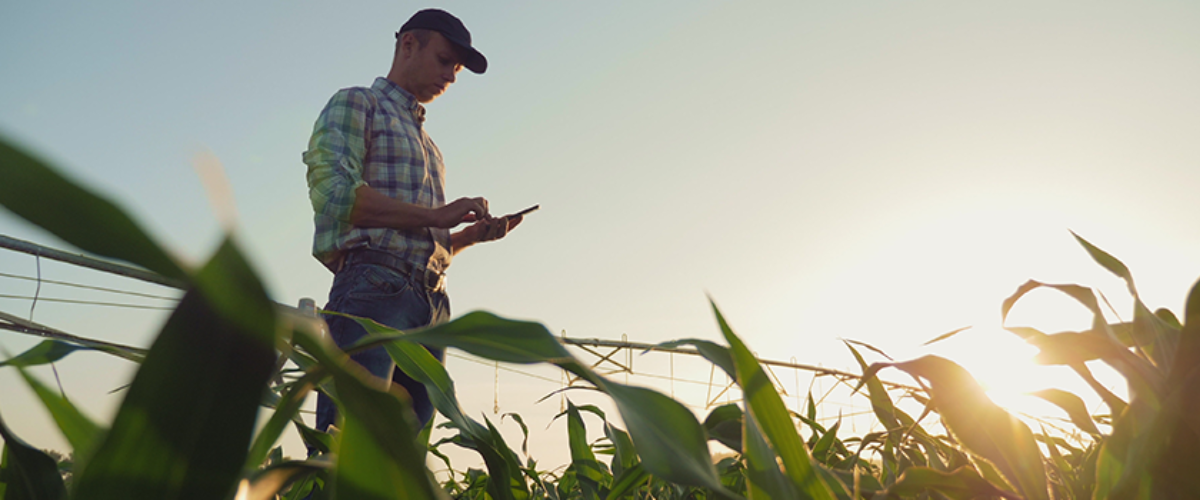 Farmer In Wheat Field Thinking About Cash Flow Management