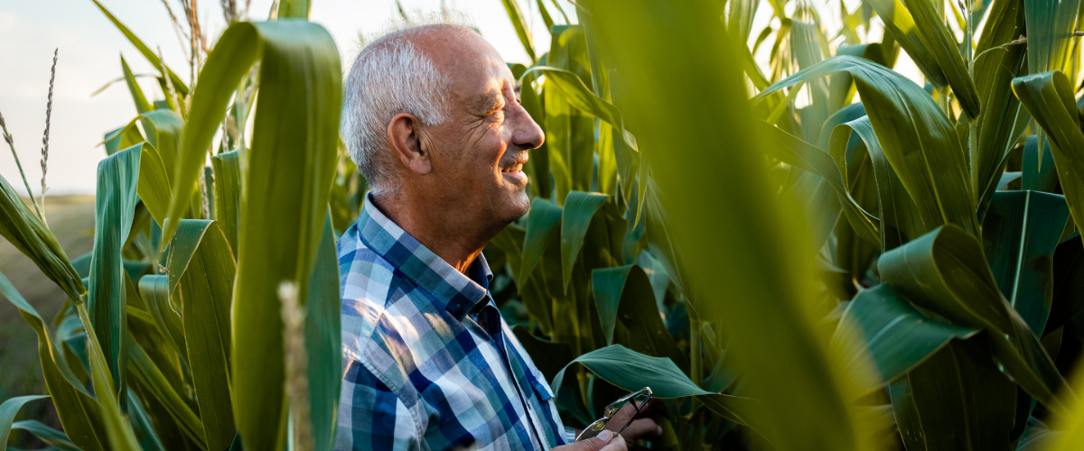 A Farmer In A Cornfield After Adopting a Diversification Agriculture Strategy