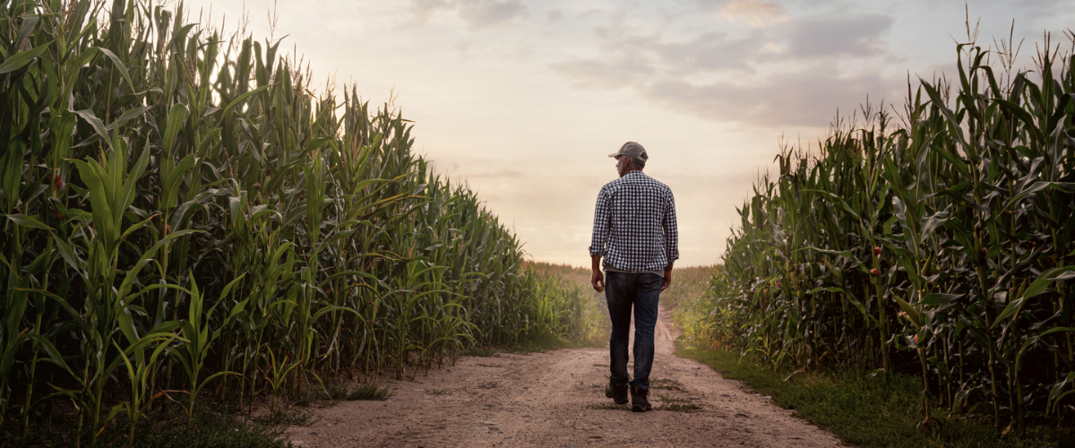 Man Walking by a Corn Field