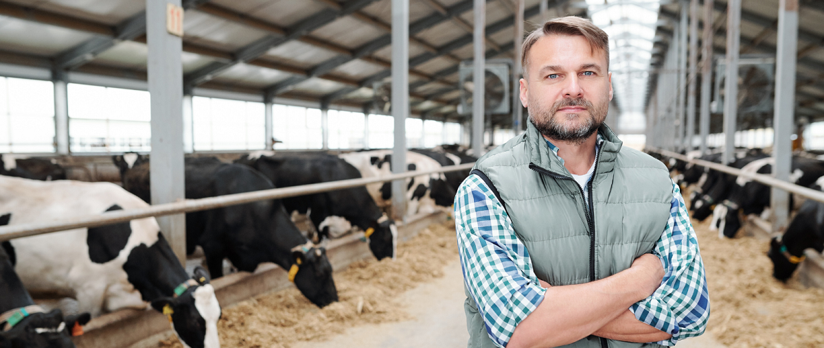 Man in barn with cows