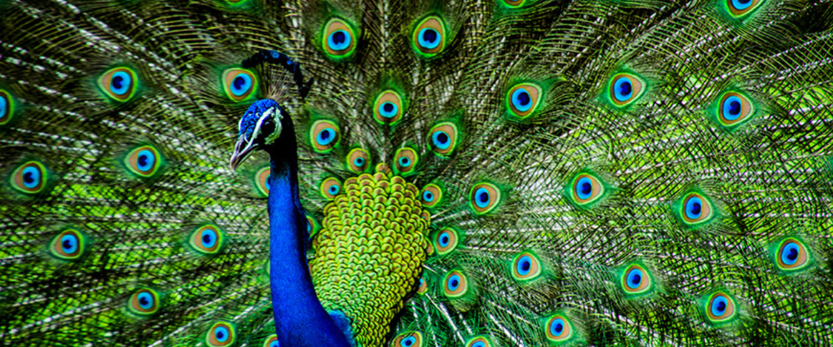 Image of a Peacock