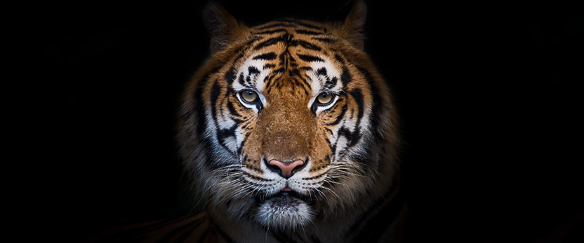 Image of Tiger