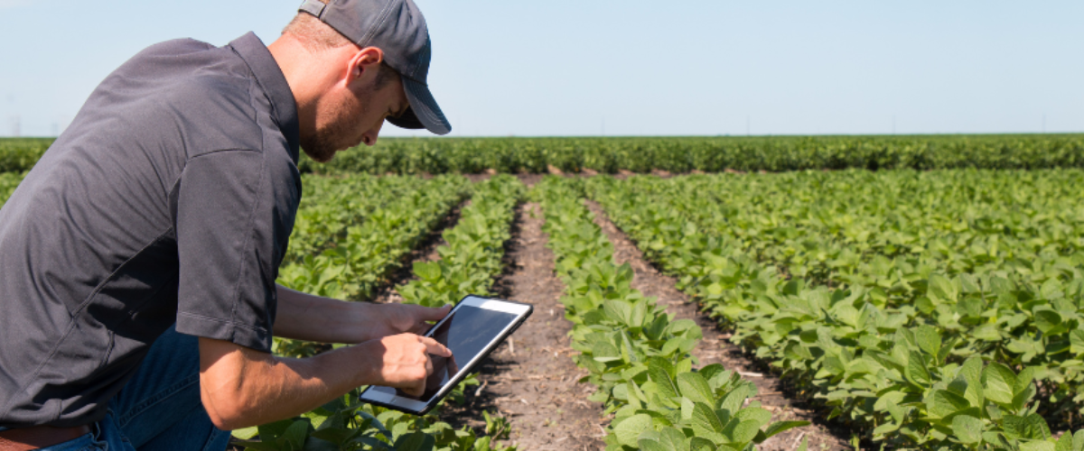 A Farmer Looking at His Tablet While Out in a Field