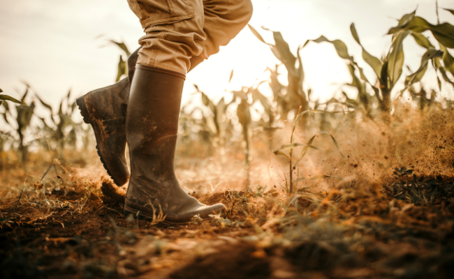 New Farmer Standing In His Field