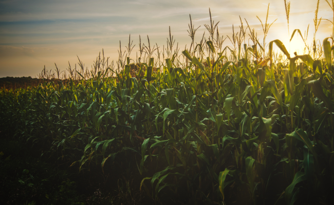 Corn Field