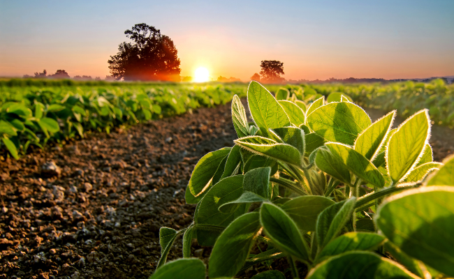 Soybean Field